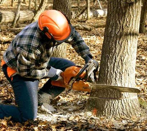 Tree Removal in Yantis, TX